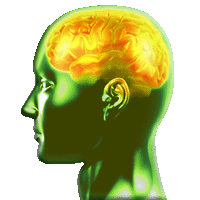 brain
