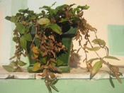 Didgeridoo Musiktherapie