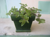 Didgeridoo Musiktherapie